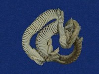 草花蛇藏品圖，第4張